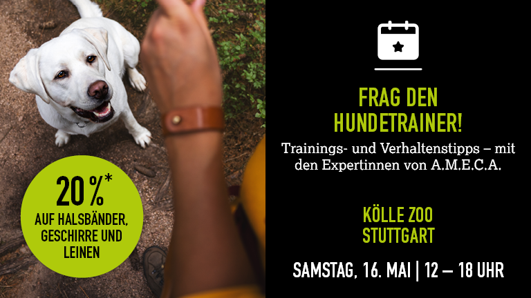 160526 Hundetraining Stuttgart Mobile 768x432px