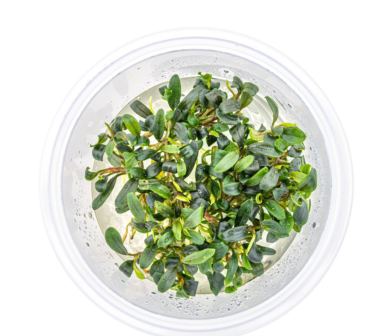 Rundes, transparentes Kunststoffgefäß mit frischen, saftigen Microgreens in intensiver grüner Farbe, präsentiert in klarem Behälter.