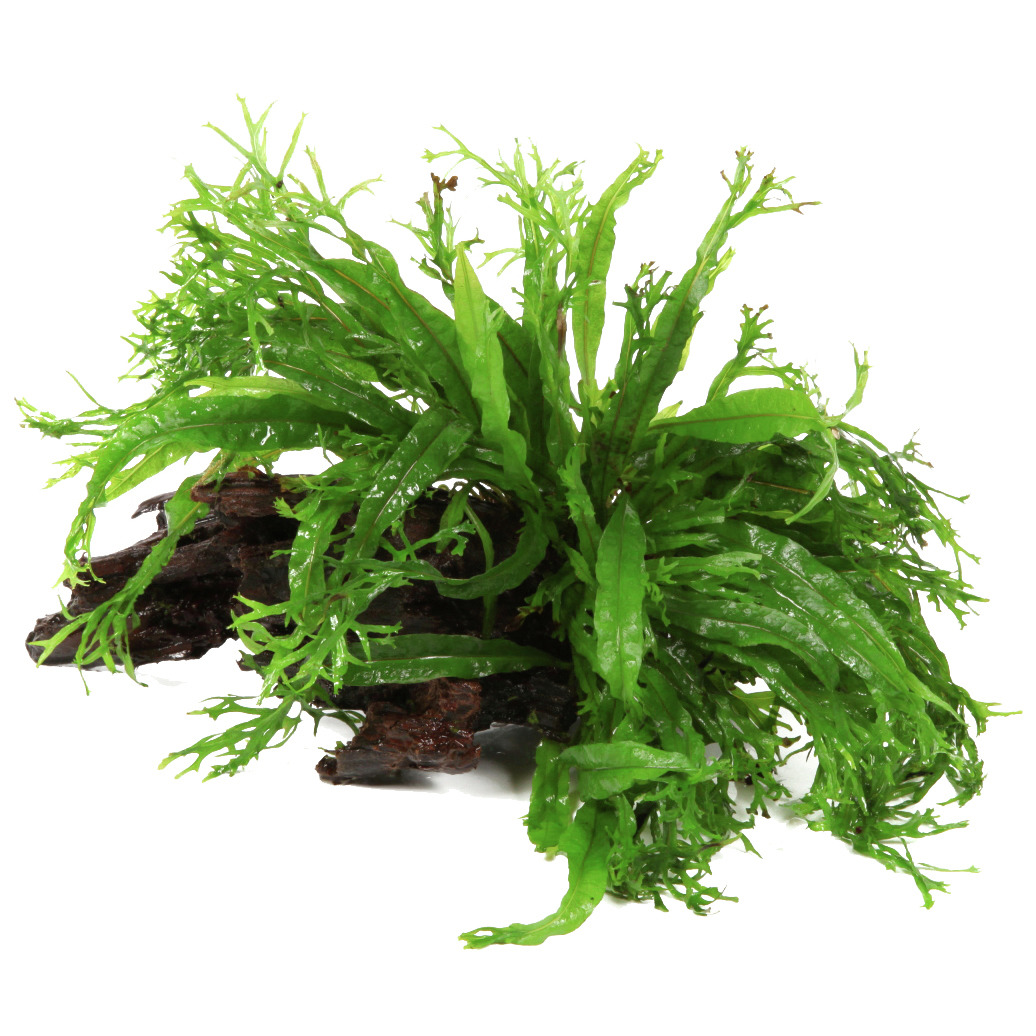 Tropica Javafarn (Microsorum pteropus) auf Holz, ideal für Süßwasseraquarien, pflegeleicht, wenig Licht, Versteckmöglichk.