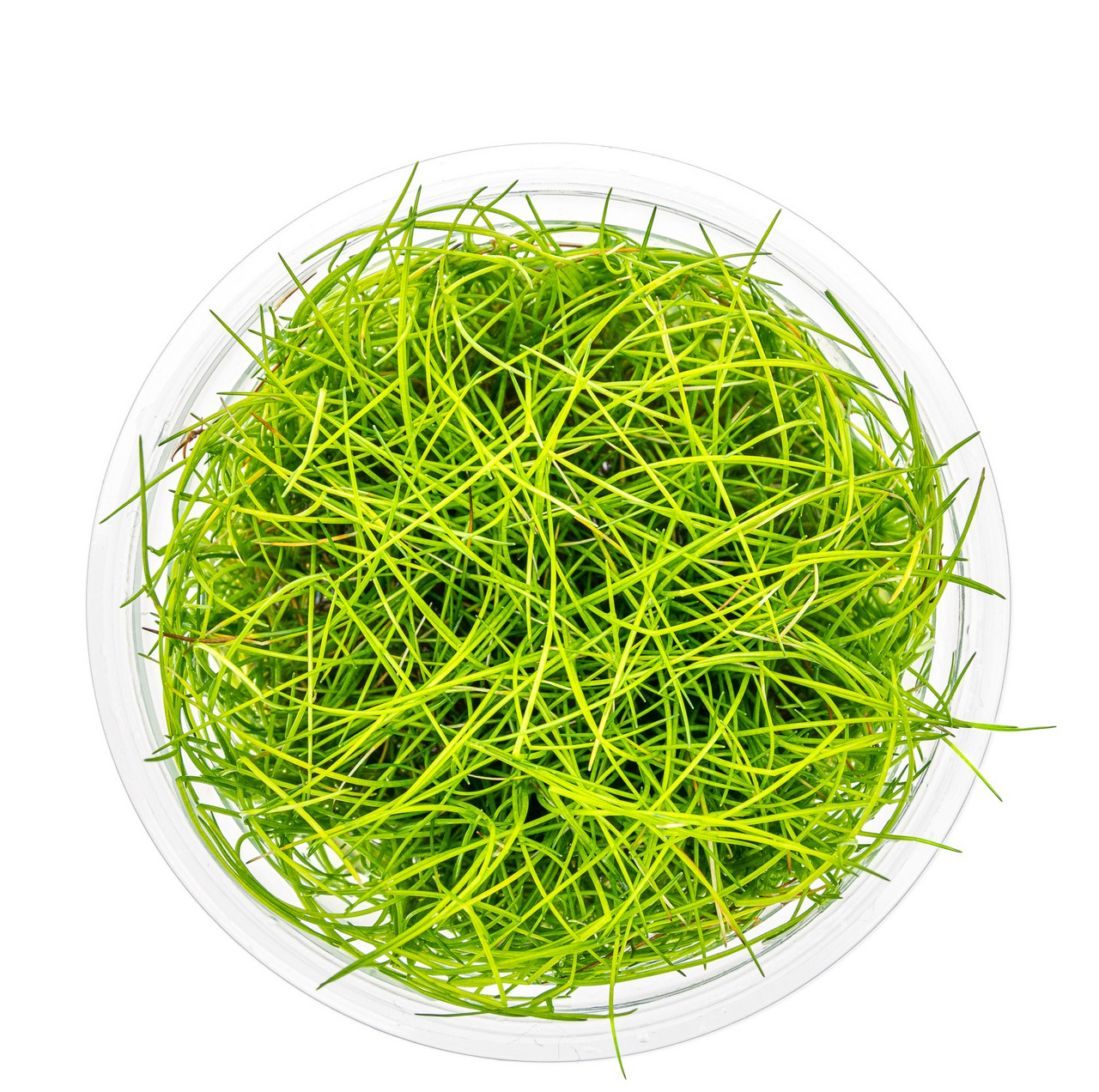 ALOHA Eleocharis acicularis, für Süßwasserfische & Garnelen, fördert O2-Produktion, natürliche Ästhetik, in Plastikschale.