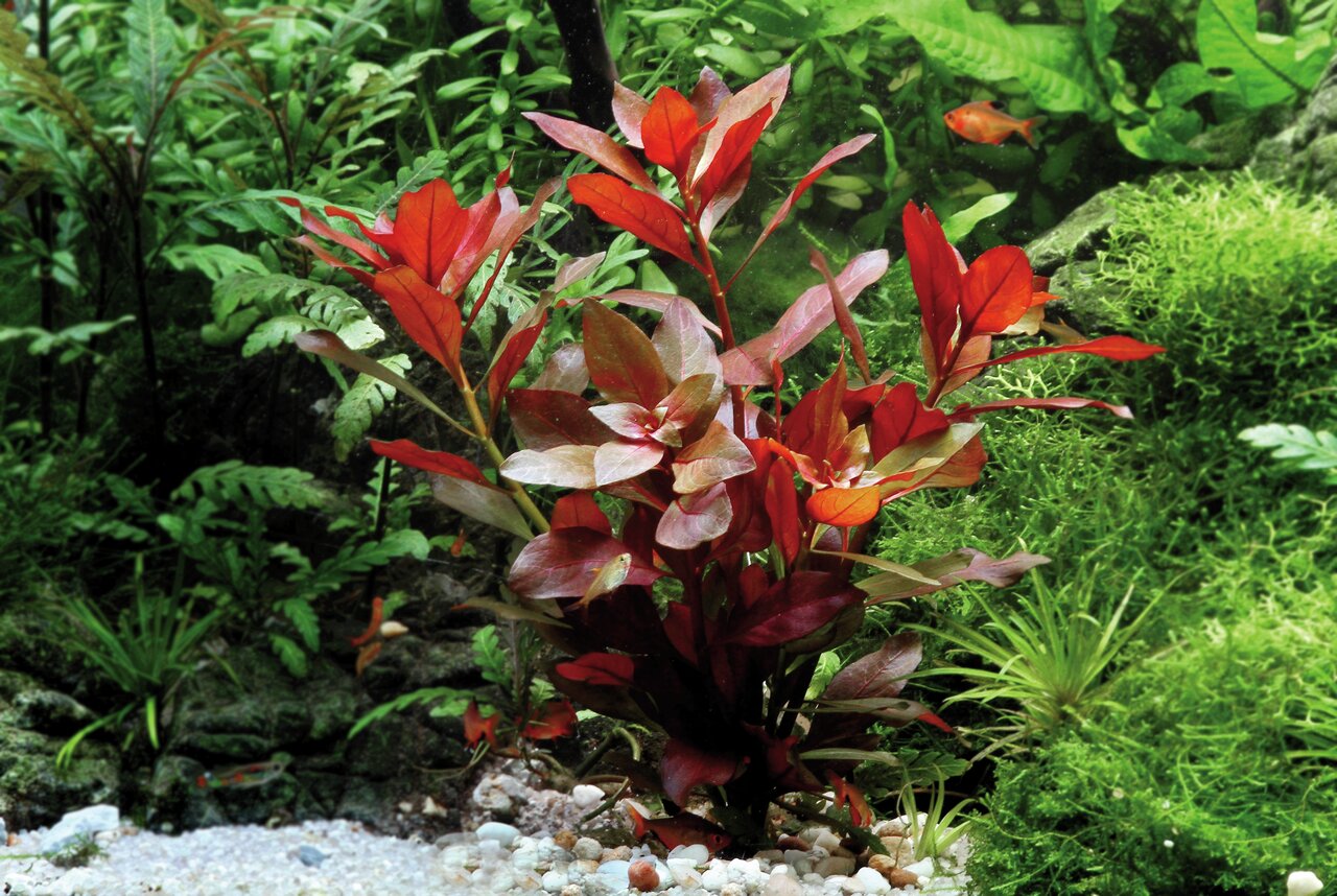 Alternanthera reineckii 'Rosaefolia', rote Wasserpflanze, Blickfang im Aquarium, starker Farbkontrast, ideal für gepflegte Aquarien.