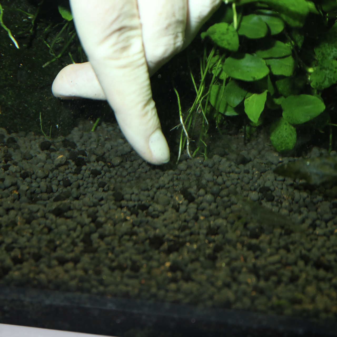 Das Bild zeigt eine Hand mit einem weißen Handschuh, die in ein Aquarium greift. Im Vordergrund ist dunkler Aquarienkies zu sehen, während im Hintergrund grüne Wasserpflanzen wachsen. Das Produkt ist JBL ProScape PlantStart, ein Nährstoffstarter für Aquar