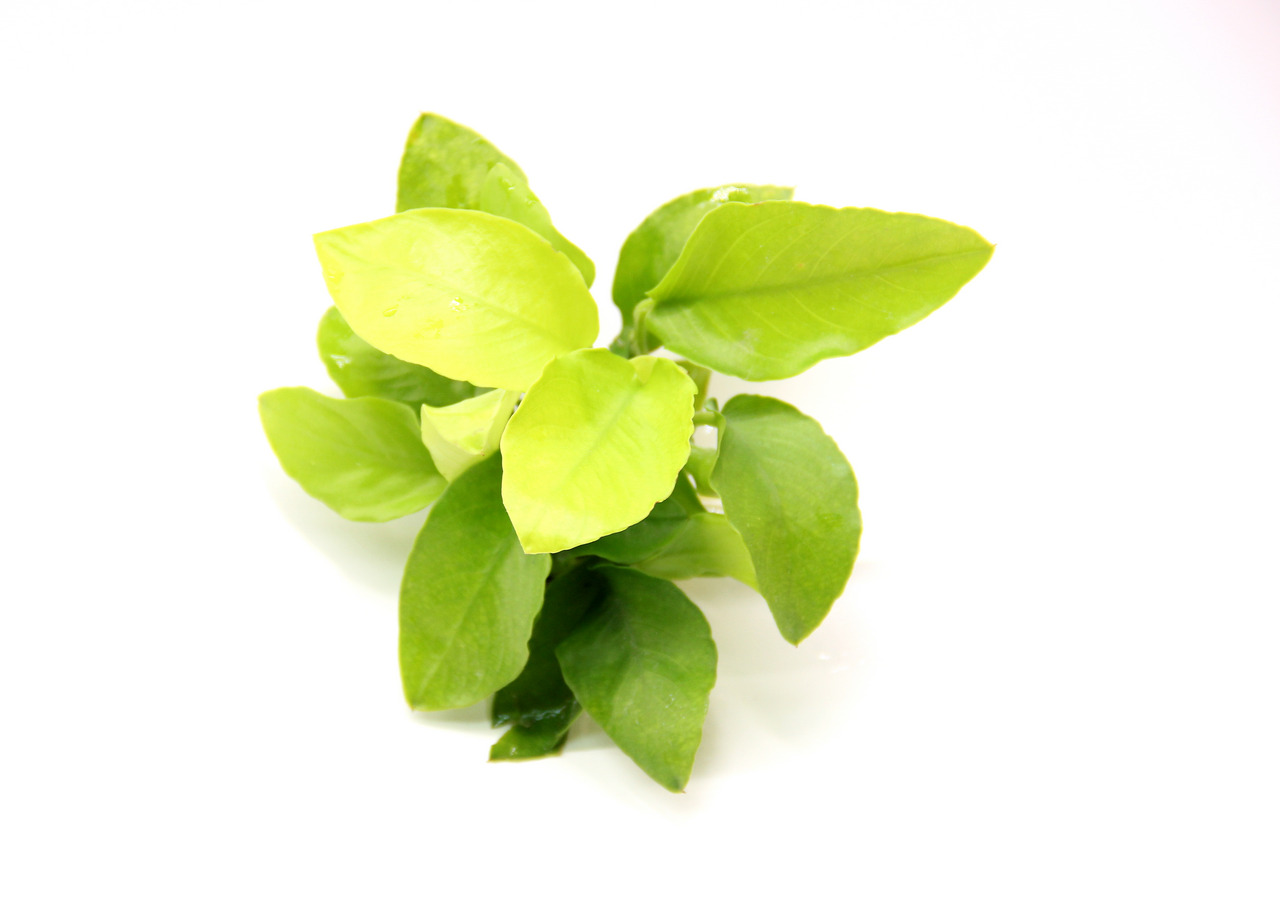 Frischer Basilikumzweig mit grünen, glatten Blättern, ideal für Speisen/Deko. Saftig, gesund, auf weißem Hintergrund.