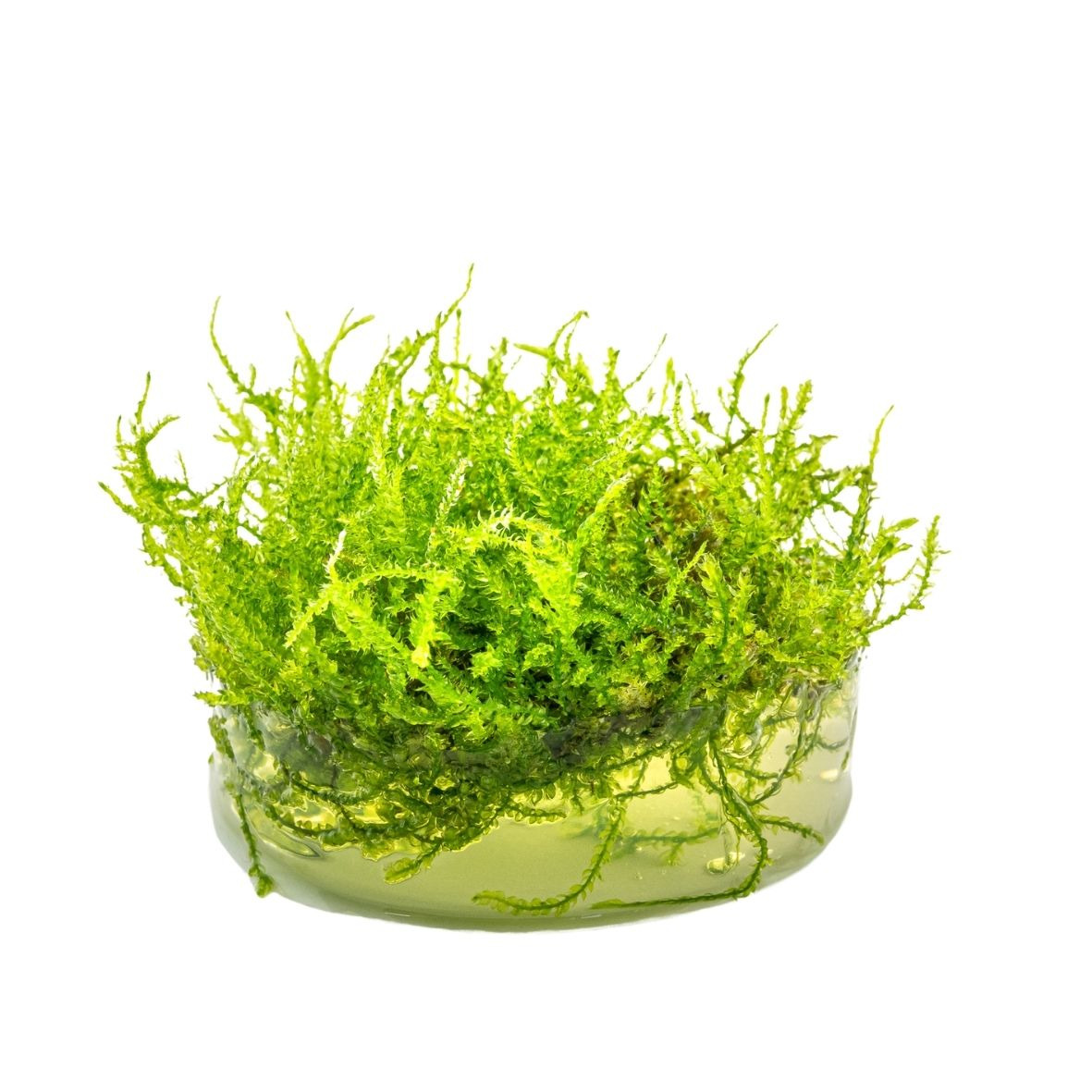 ALOHA Vesicularia montagnei Cup C130