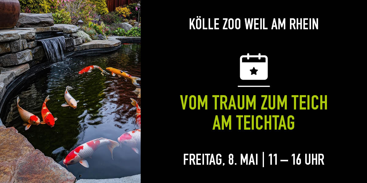 Koi schwimmen in einem Teich. Auf der rechten Seite gibt es Infos zum Event.