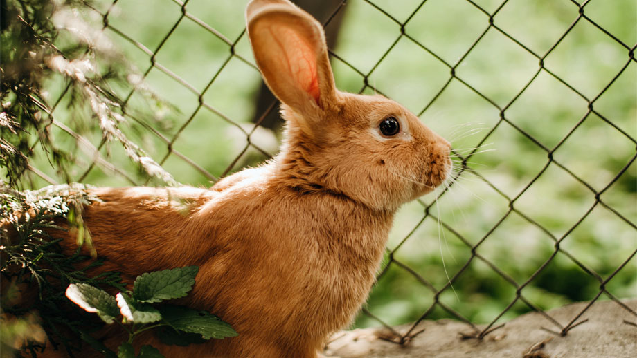 Ein rotbraunes Kaninchen schaut durch Maschendrahtzaun