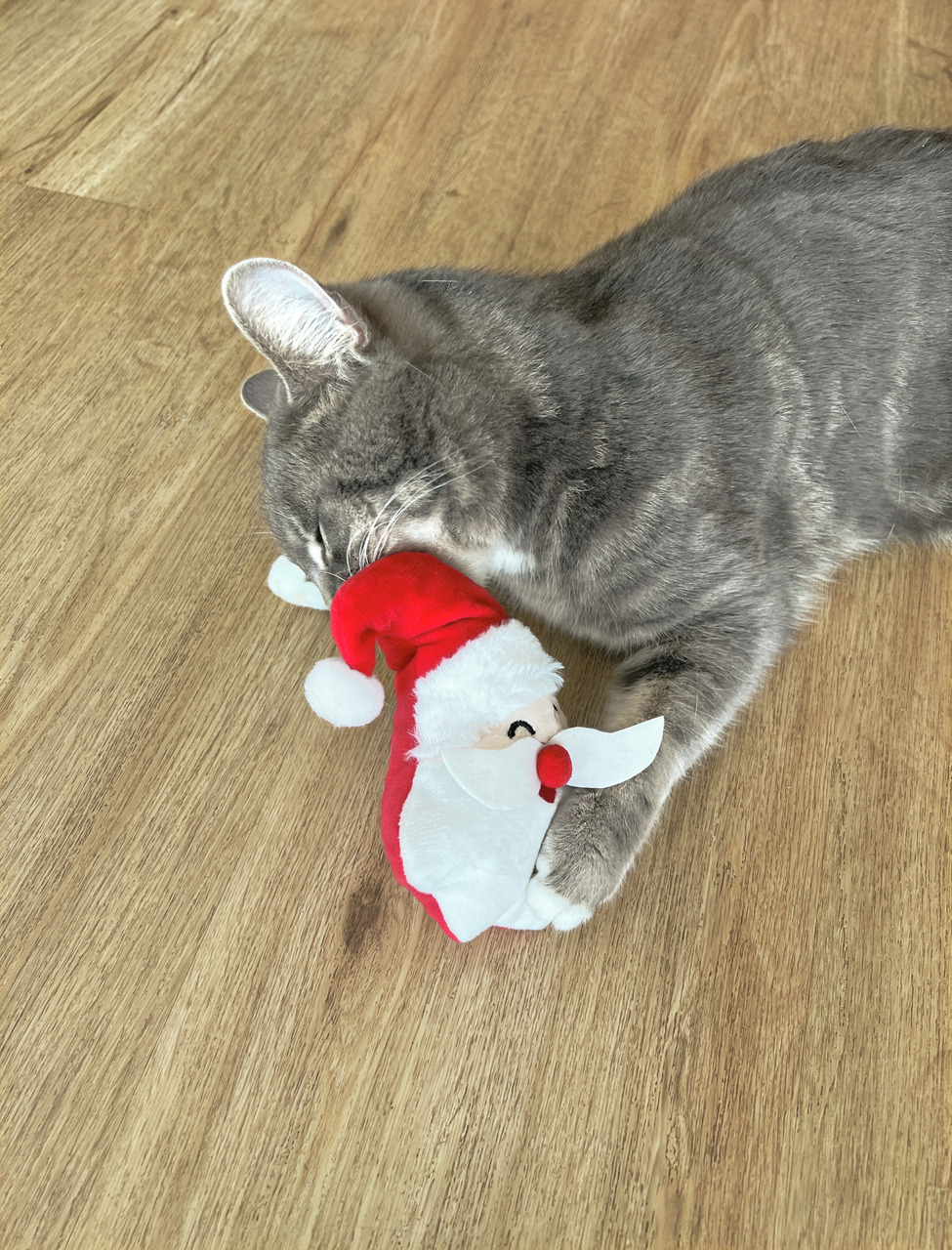 Das Bild zeigt eine graue Katze, die auf einem Holzboden liegt und ein Katzenspielzeug in Form eines Weihnachtsmanns mit roter Mütze und weißem Bart zwischen ihren Pfoten hält. Das Produkt ist von der Marke Aumüller und richtet sich an Katzen. Es handelt 