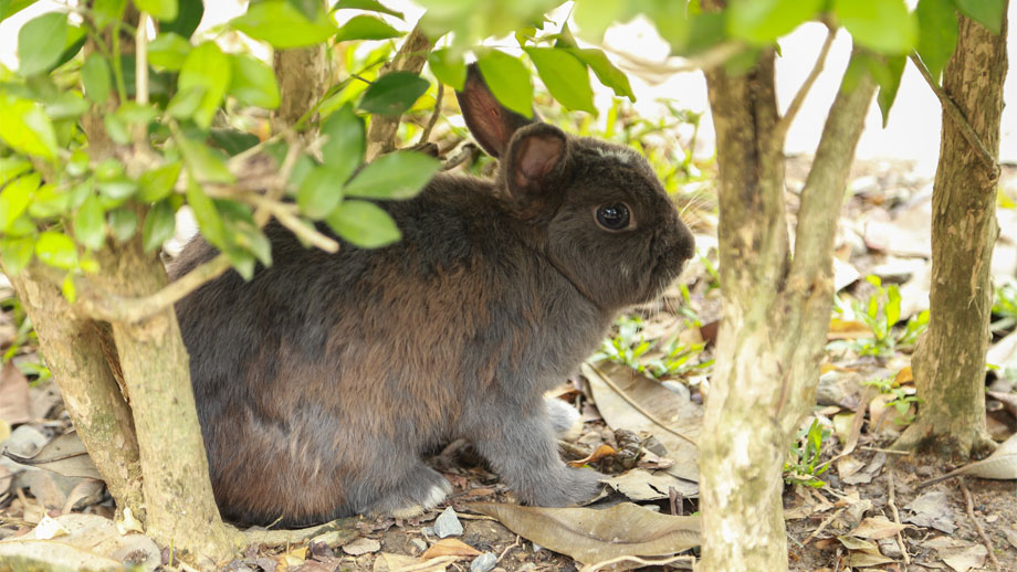 Ein braungraues Kaninchen versteckt sich unter einem Busch