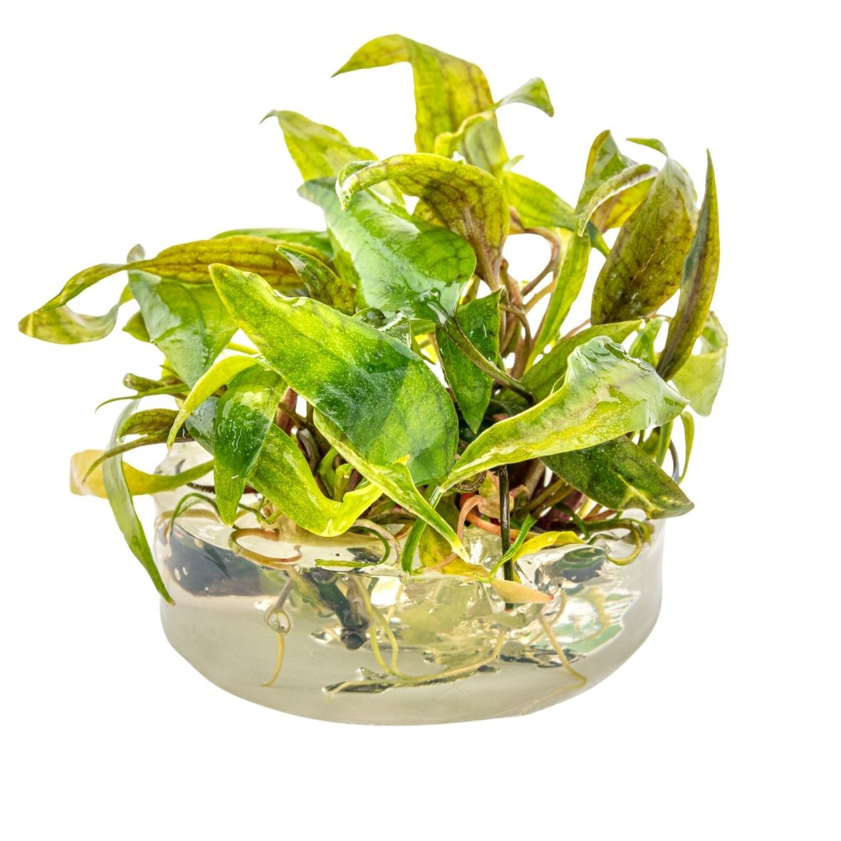 ALOHA Cryptocoryne x purpurea Cup C123