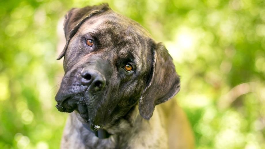 Gestromter Cane Corso blickt aufmerksam in Kamera