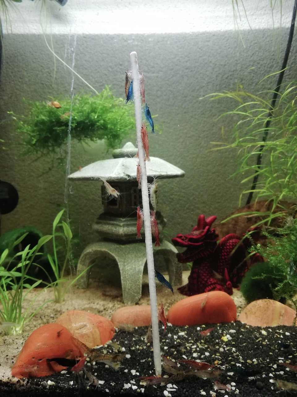 CeramicNature Futterstab für Garnelen, artgerechte Ernährung, 125 g, Garnelenfutter, geeignet für bunte Garnelen (z. B. Rot, Blau).