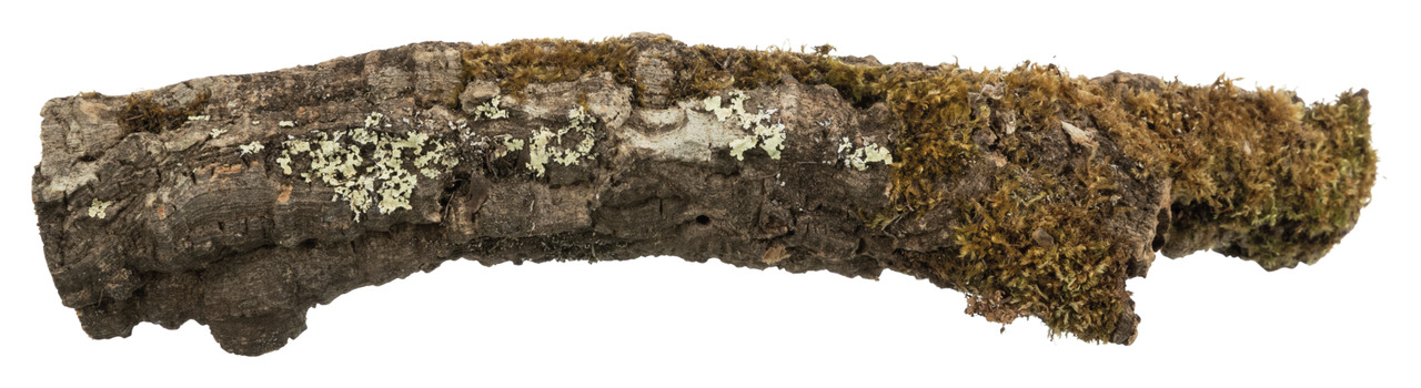 TRIXIE Naturholzstück, für Reptilien/Nagetiere, Versteck/Kletterhilfe/Deko, naturbelassen, fördert artgerechte Haltung.