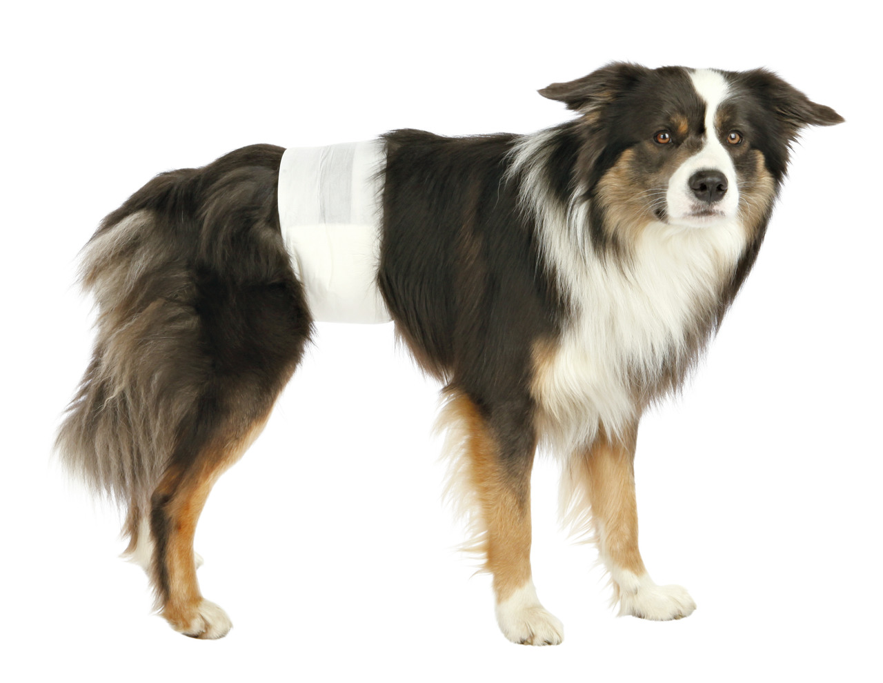 TRIXIE Hundewindeln für Rüden, hygienische Lösung f. inkontinente-markierende Hunde, mittelgroß, schwarz-weiß-braun.