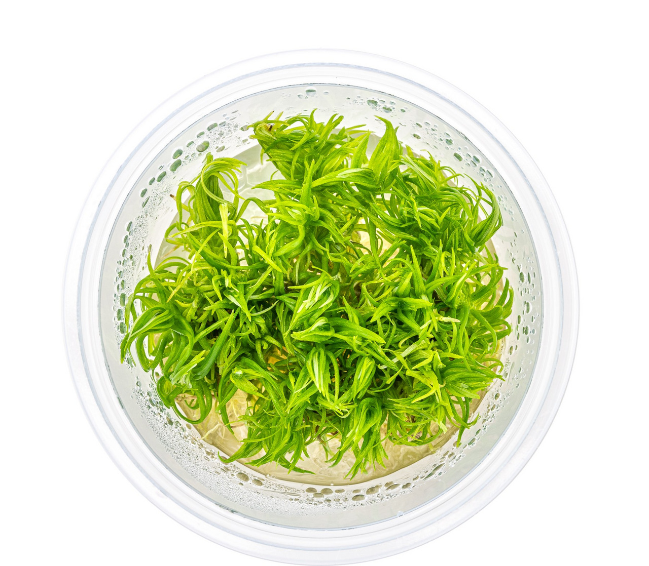 ALOHA Wasserpflanzenmoos für Aquarienbesitzer, frisch & hochwertig, in klarer, feuchter Verpackung für optimale Qualität.