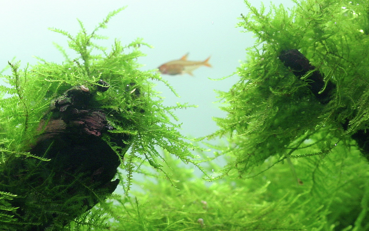 Das Bild zeigt ein üppiges Aquarium mit grünem Javamoos (Taxiphyllum barbieri) der Marke Tropica, das auf Holz befestigt ist. Im Hintergrund schwimmt ein kleiner Fisch, vermutlich ein Roter von Rio. Das Javamoos eignet sich ideal für Aquarienliebhaber und