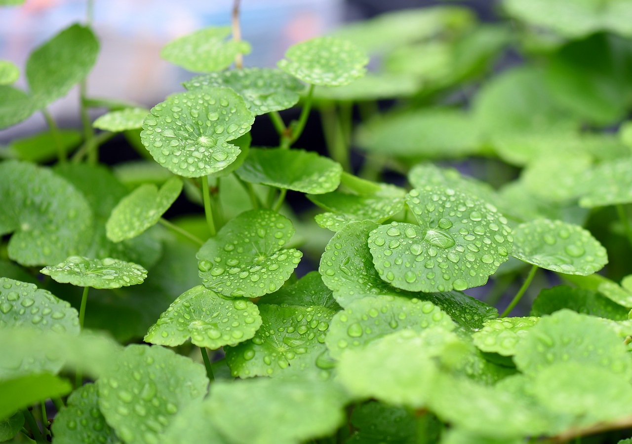 Nahaufnahme frischer Centella Asiatica (Gotu Kola) Blätter mit Wassertropfen, lebendig & erfrischend, unscharfer Naturhintergrund.