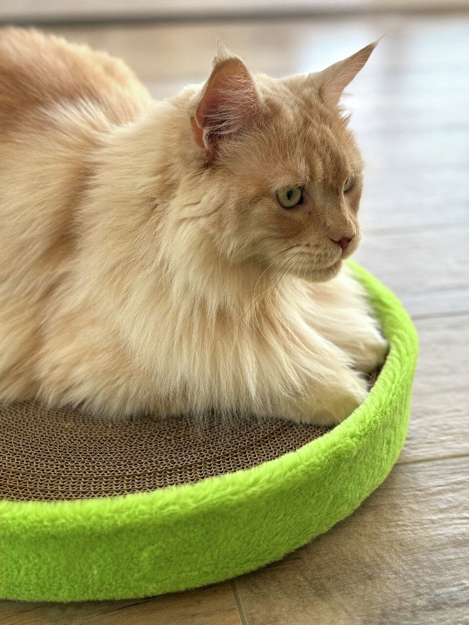 Langhaarige Katze liegt entspannt auf einer runden Kratzmatte mit grünem Plüschrand auf einem Holzboden.