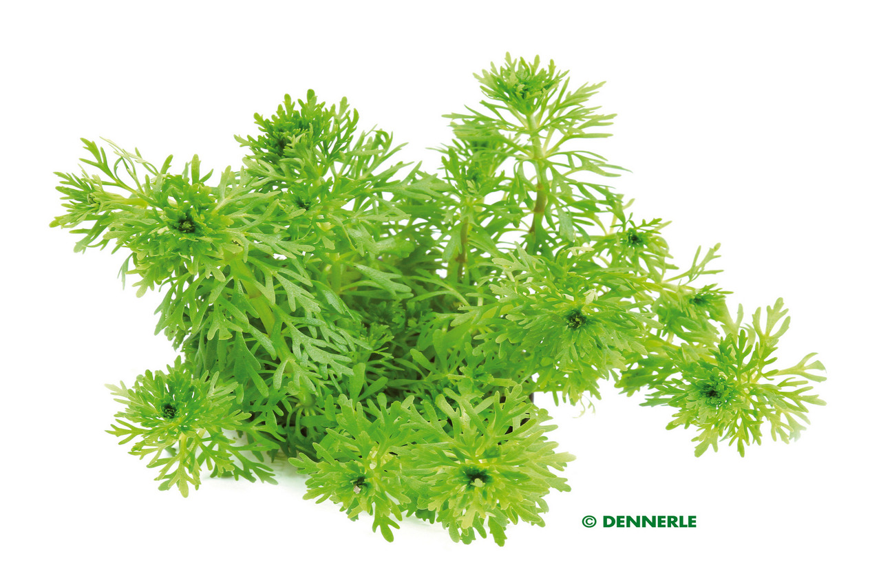 ALOHA Limnophila sessiliflora
