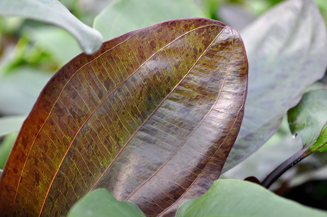 ALOHA Echinodorus OZELOT