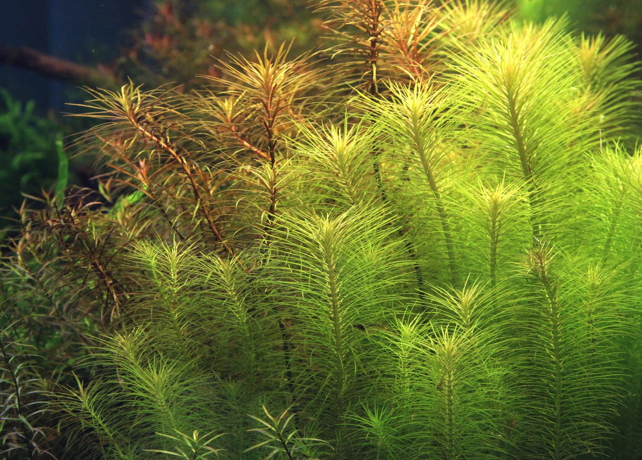 Üppige Wasserpflanze Limnophila sessiliflora fürs Aquarium, hellgrüne nadelartige Blätter, buschig, ideal für Aquariengestaltung.