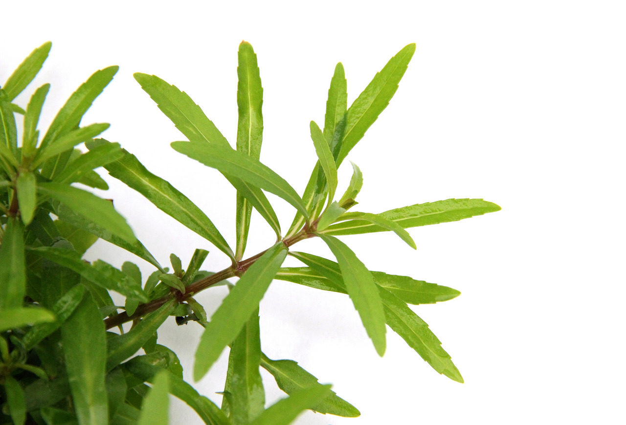 Frischer Estragonzweig (Artemisia dracunculus) mit glatten, grünen Blättern, ideal als Küchengewürz. Hintergrund: neutral weiß.