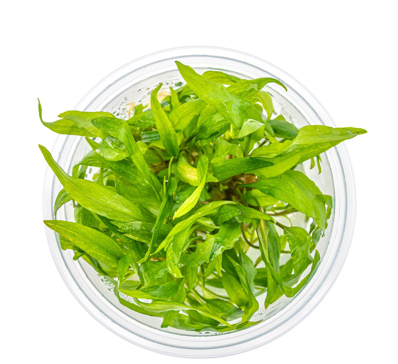 Tropica Hygrophila 'Siamensis 53B', für Süßwasserfische, fördert gesunde Umgebung, 1 Topf, ideal für Aquarien.