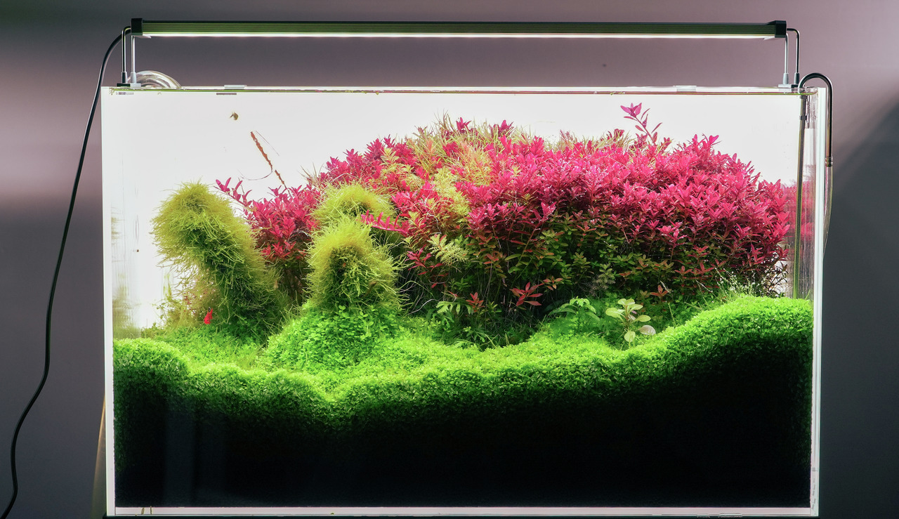 Chihiros LED-Beleuchtung für Aquarien, sorgt für optimales Pflanzenwachstum. Ideal für üppigen Bodendecker & rote-pinke Wasserpflanzen.