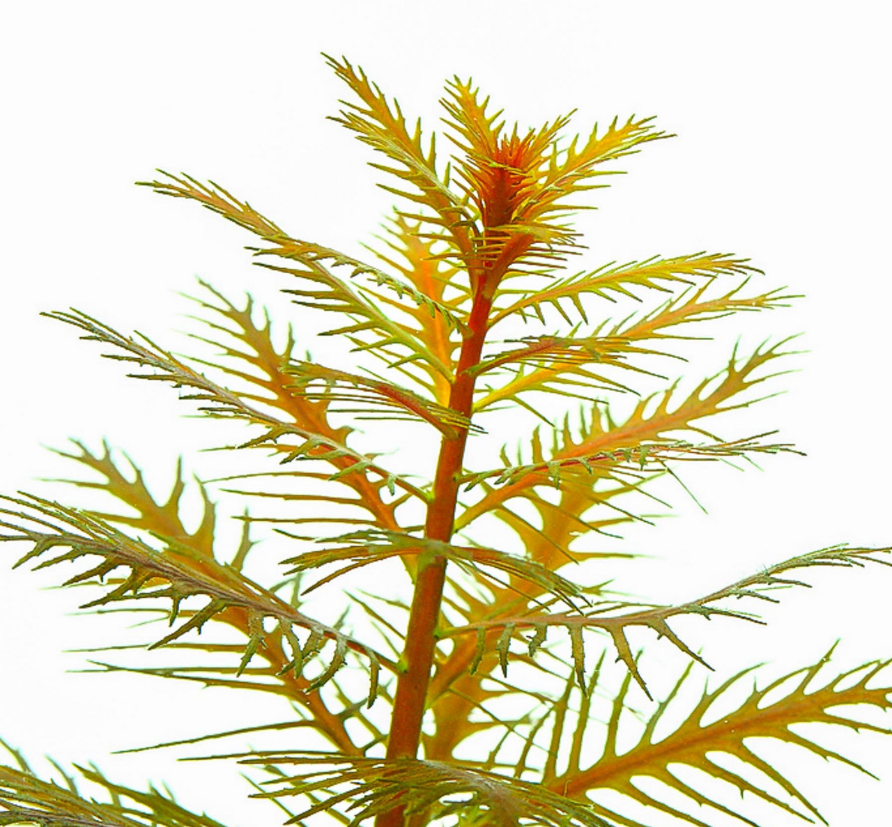 ALOHA künstl. Aquariumpflanze 4251127240053, für Aquarienliebhaber, grün-gelb, realistisch, dekorativ, für Fische, verzweigte Blätter.