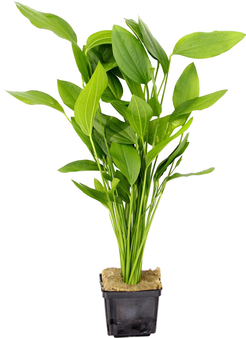 ALOHA Wasserpflanze im Kunststofftopf mit Substrat, ideal für Aquarien, dekorativ, verbessert Wasserqualität, lange, schmale Blätter.