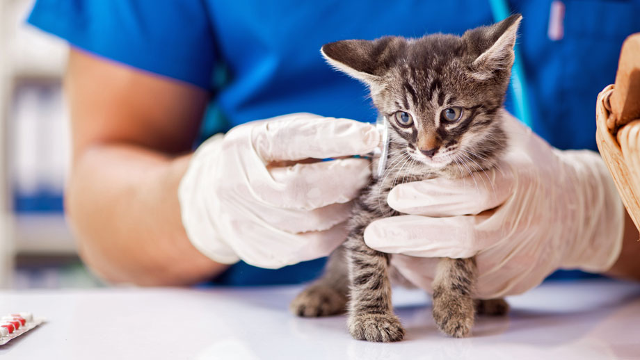 Haben Katzenbaby Durchfall, sollte man zum Tierarzt