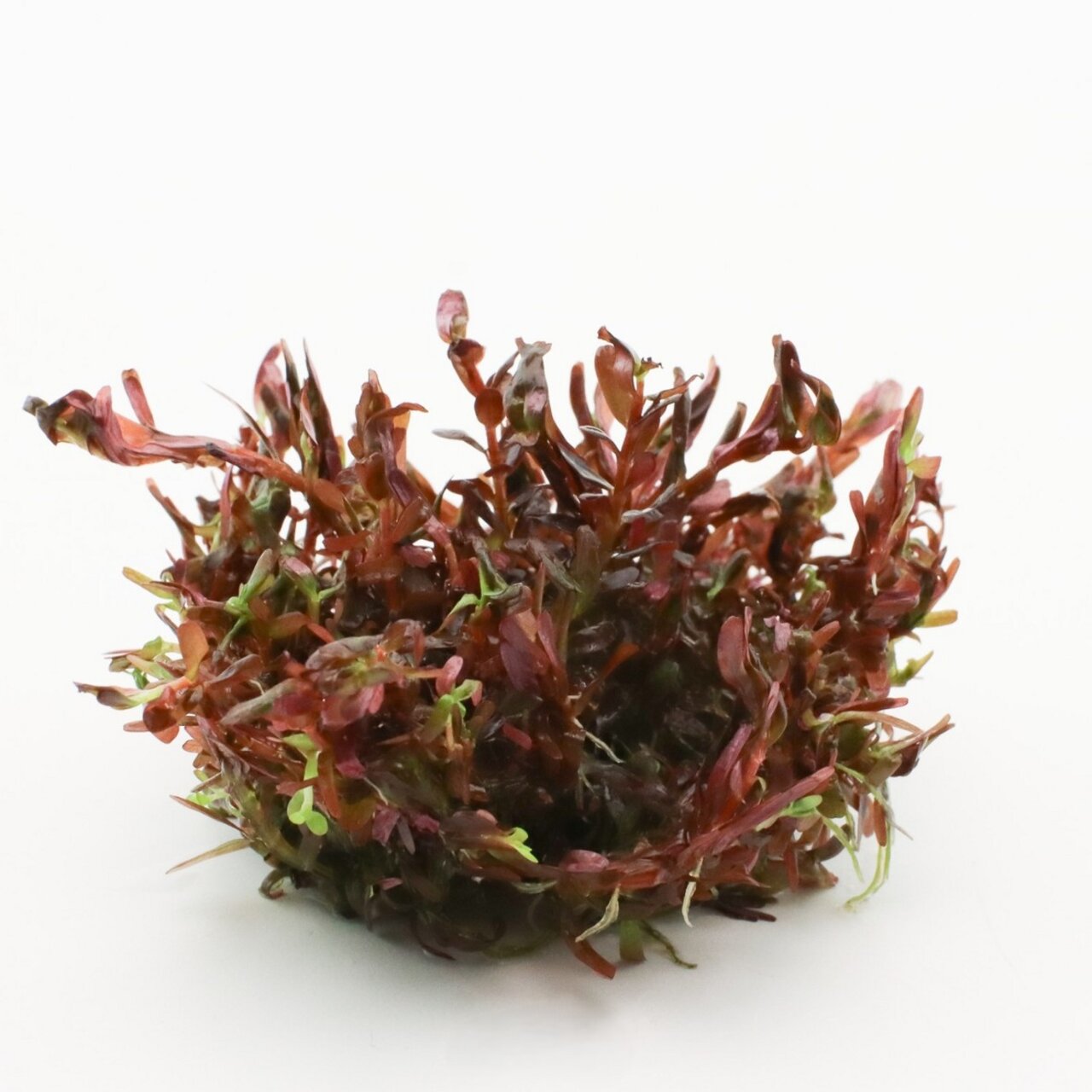 Das Bild zeigt eine Nahaufnahme von rotem Mooskraut der Marke ALOHA, das speziell für Aquarien geeignet ist. Die Pflanze hat eine lebendige, rötliche Färbung mit grünen Akzenten und eignet sich ideal für die Gestaltung von Unterwasserlandschaften. Sie ist