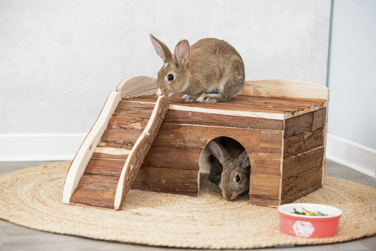 Auf dem Bild ist das TRIXIE Kleintierhaus aus Naturholz zu sehen, das speziell für Kaninchen und andere Kleintiere entwickelt wurde. Ein Kaninchen sitzt auf dem Dach des Hauses, während ein weiteres durch den Eingang schaut. Das Haus verfügt über eine kle