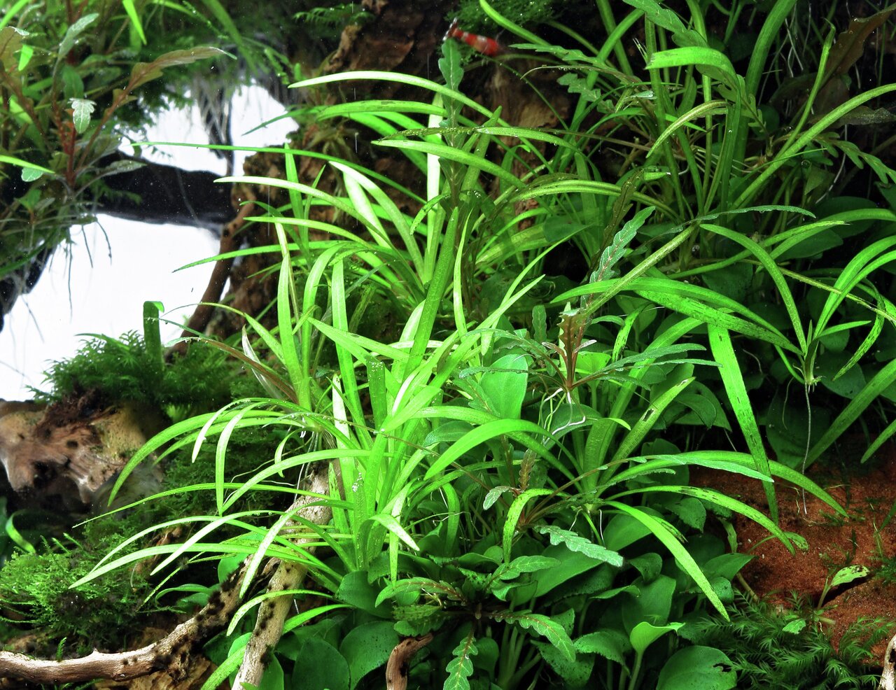 Üppige Unterwasserlandschaft mit grasartigen Blättern & Moos, ideal für Aquarienliebhaber zur Gestaltung eines grünen Ökosystems.