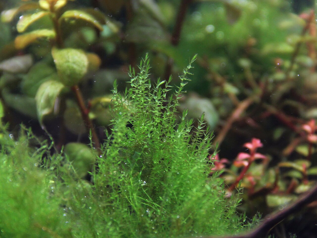 Javamoos (Taxiphyllum barbieri), pflegeleichtes Aquarium-Moos, ideal für Fische & Garnelen, leuchtend grün, filigran, vielseitig einsetzbar.