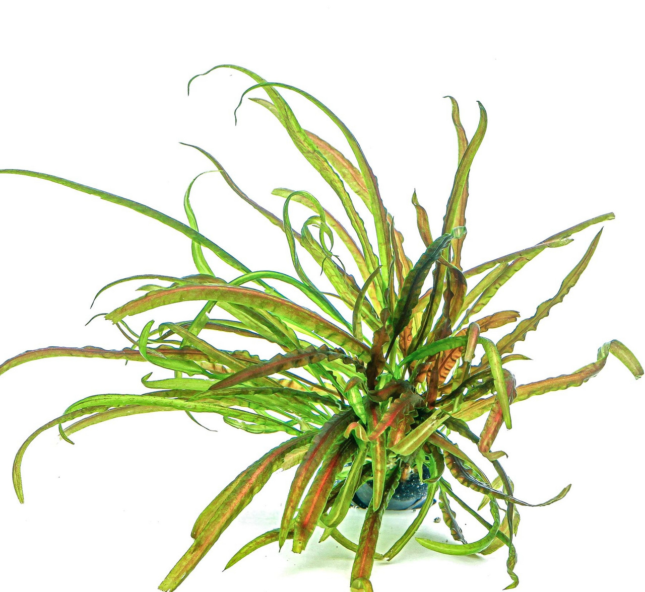 Cryptocoryne wendtii 'Tropica', Aquarienpflanze, ideal f. Süßwasseraquarien, Versteckmglk. f. Fische, Topf, grün-rotbraune Blätter.