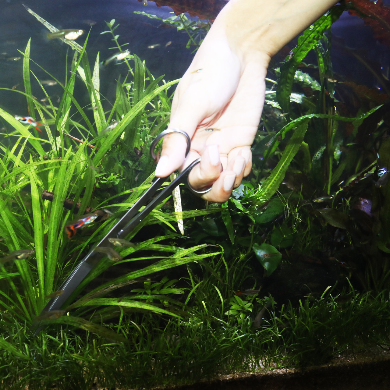JBL ProScape Pflanzenschere, ideal für Aquarienliebhaber, präzises Schneiden-Pflegen von Wasserpflanzen, geeignet für Aquarien.
