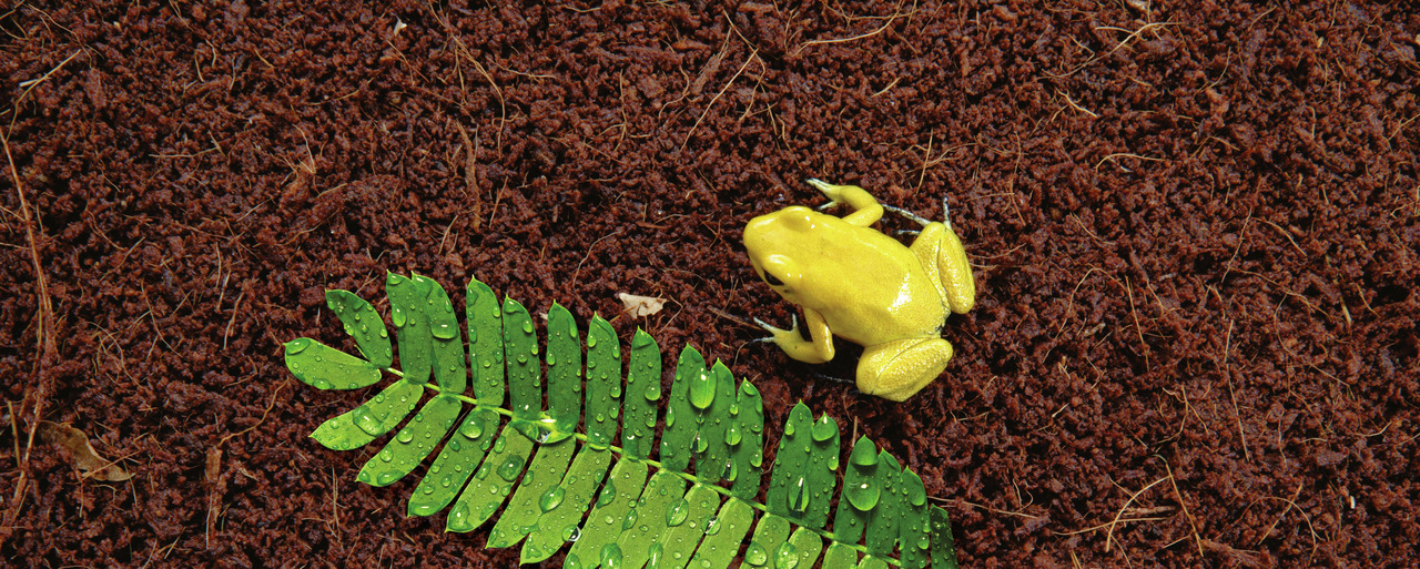 Exo Terra Plantation Soil, Substrat für Terrarien, Kokosfasern, ideal für Amphibien & Reptilien, 3 Blöcke.