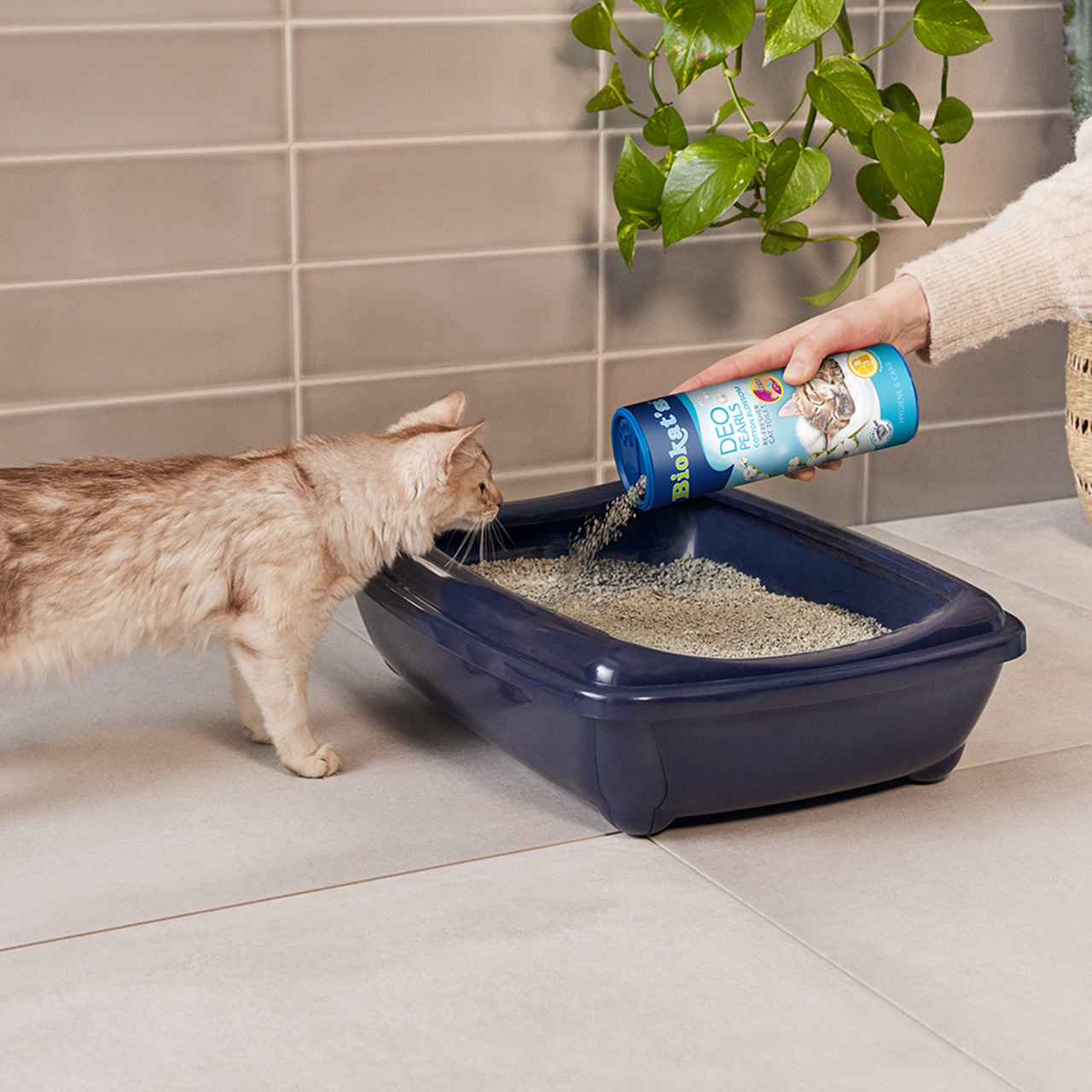 Auf dem Bild ist eine Person zu sehen, die das Produkt „Biokat's Deo Pearls Baby Powder“ in eine dunkelblaue Katzentoilette streut. Eine beige Katze steht daneben und schnuppert neugierig. Das Produkt ist für Katzenbesitzer gedacht, verbessert die Hygiene