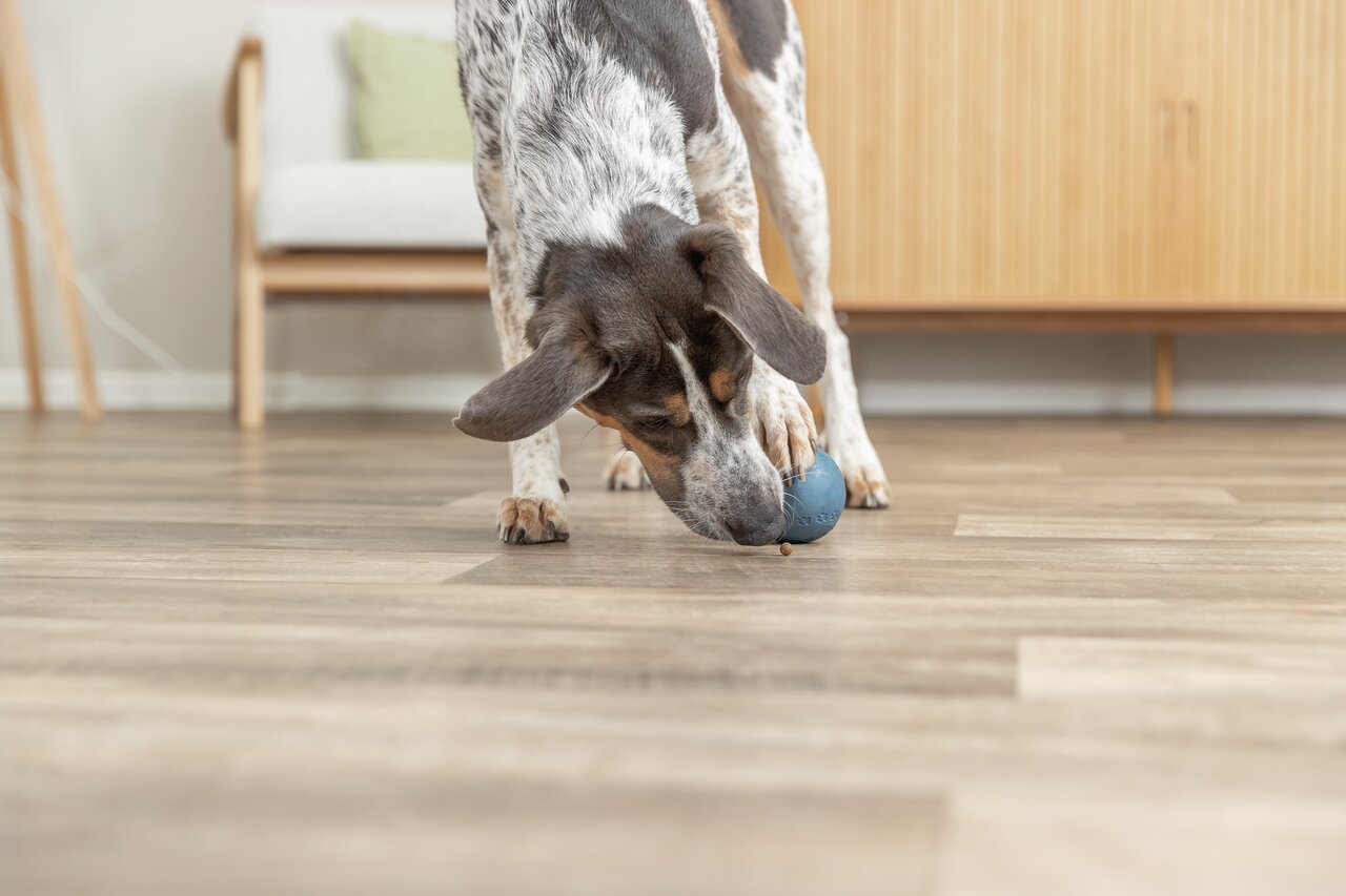 TRIXIE Snackball, robustes Spielzeug für Hunde, blau, fördert Aktivität & Geist, für alle Hundegrößen, gibt Snacks bei Bewegung frei.
