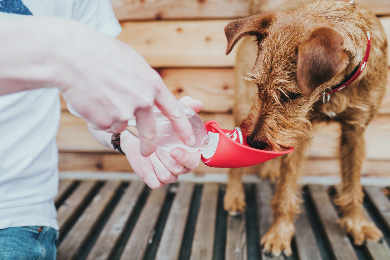 HUNTER Trinkflasche mit Napf, ideal f. Hunde unterwegs, rot, tragbar, inkl. Napf, perfekt f. mittelgr. Hunde, 1 Flasche.