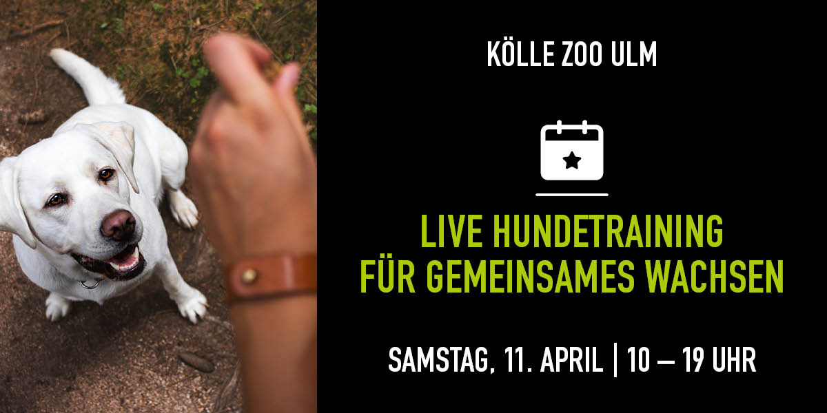 Hundetraining-Event: Trainerin belohnt weißen Hund. Textinfos rechts.