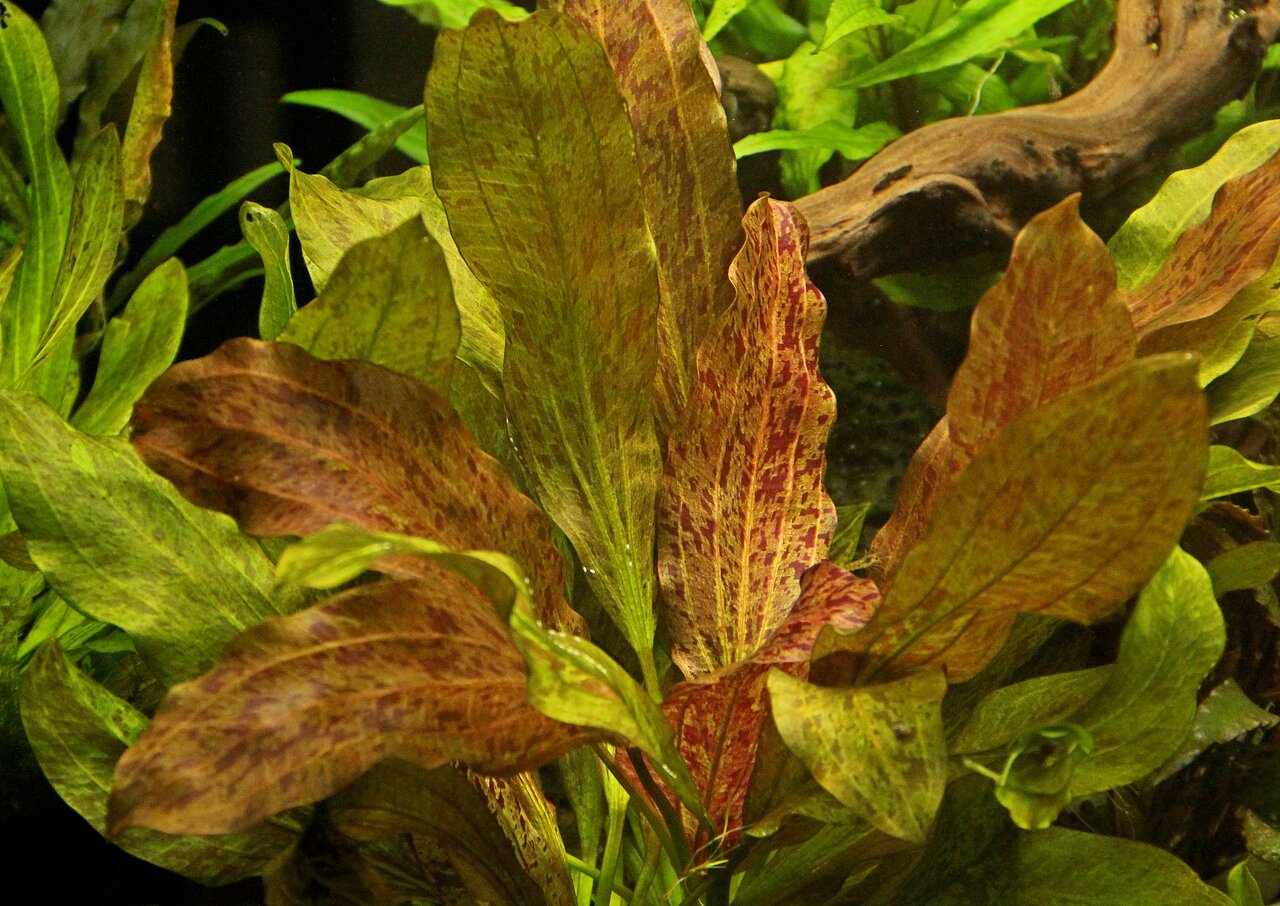 Echinodorus Schwertpflanze, Aquarium, rötlich-braune Blätter mit Mustern, natürliche Unterwasserlandschaft, groß, lanzettlich.