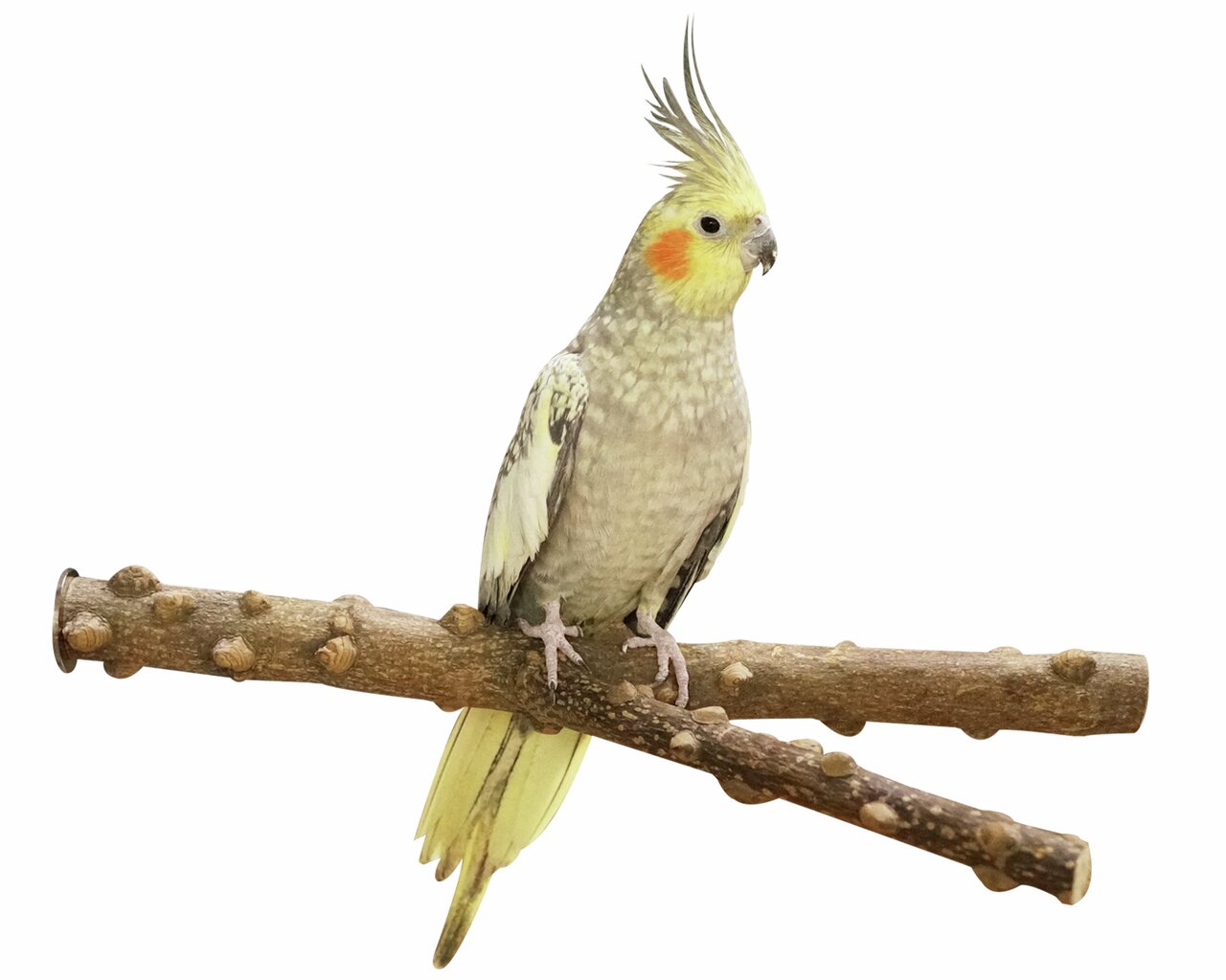 Das Bild zeigt einen Nymphensittich, der auf einem natürlichen Holzsitzstab sitzt. Der Vogel hat ein graues Gefieder mit gelben Akzenten und orangefarbenen Wangenflecken. Die Marke „AK 4Pets“ bietet Zubehör für Vögel an. Zielgruppe sind Vogelhalter. Der S