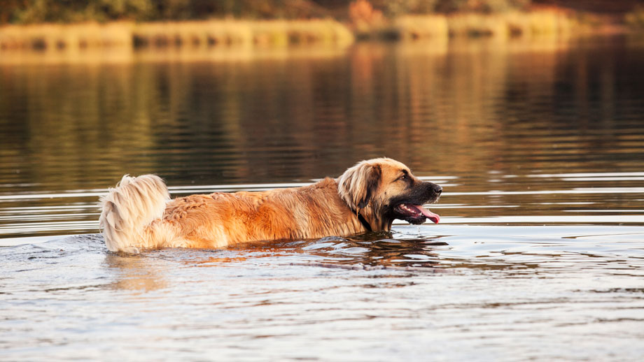 Leonberger im Wasser
