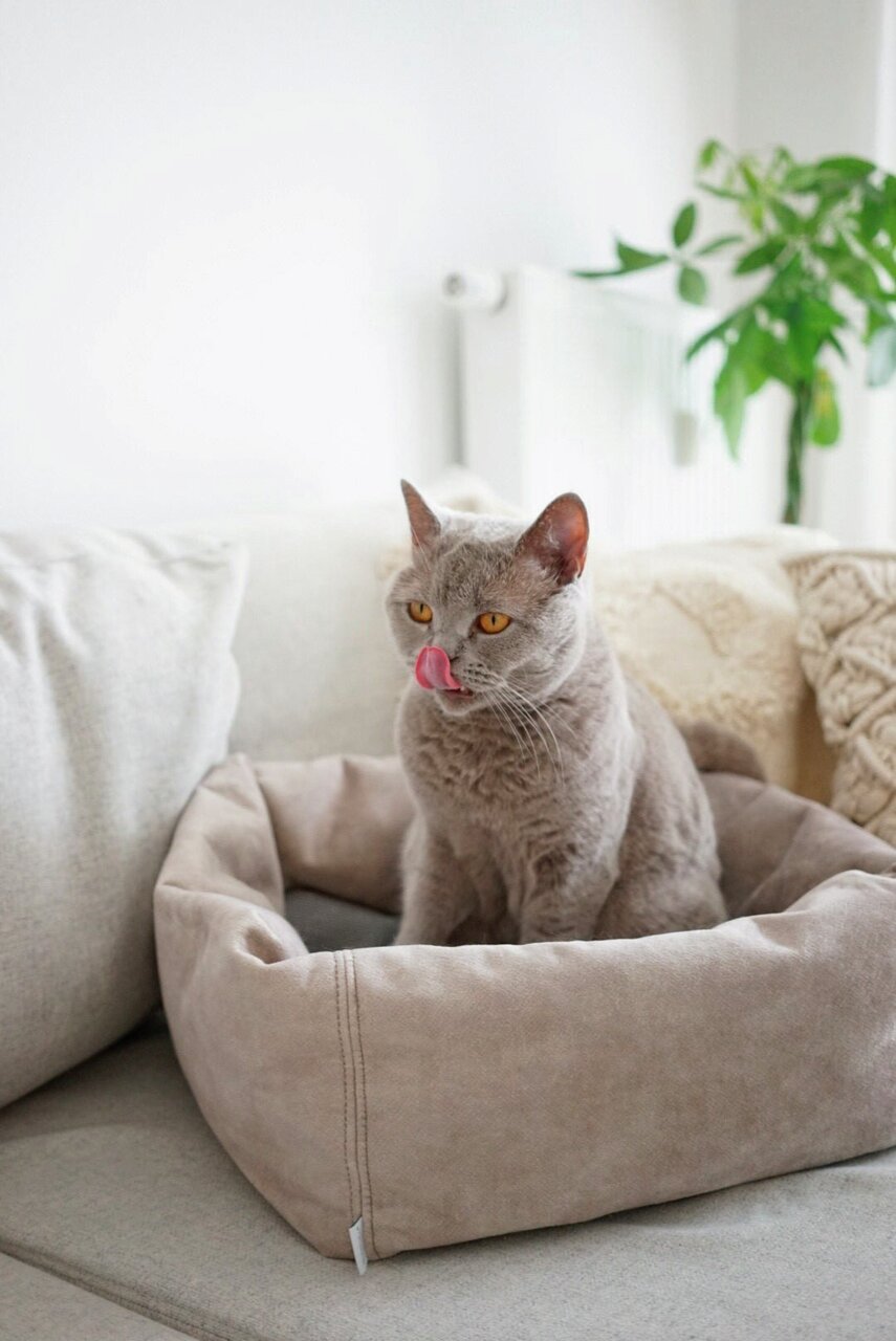Stylecats Katzenbett, beige, für Katzen, weicher Stoff, hoher Komfort, ideal für gemütl. Plätzchen.