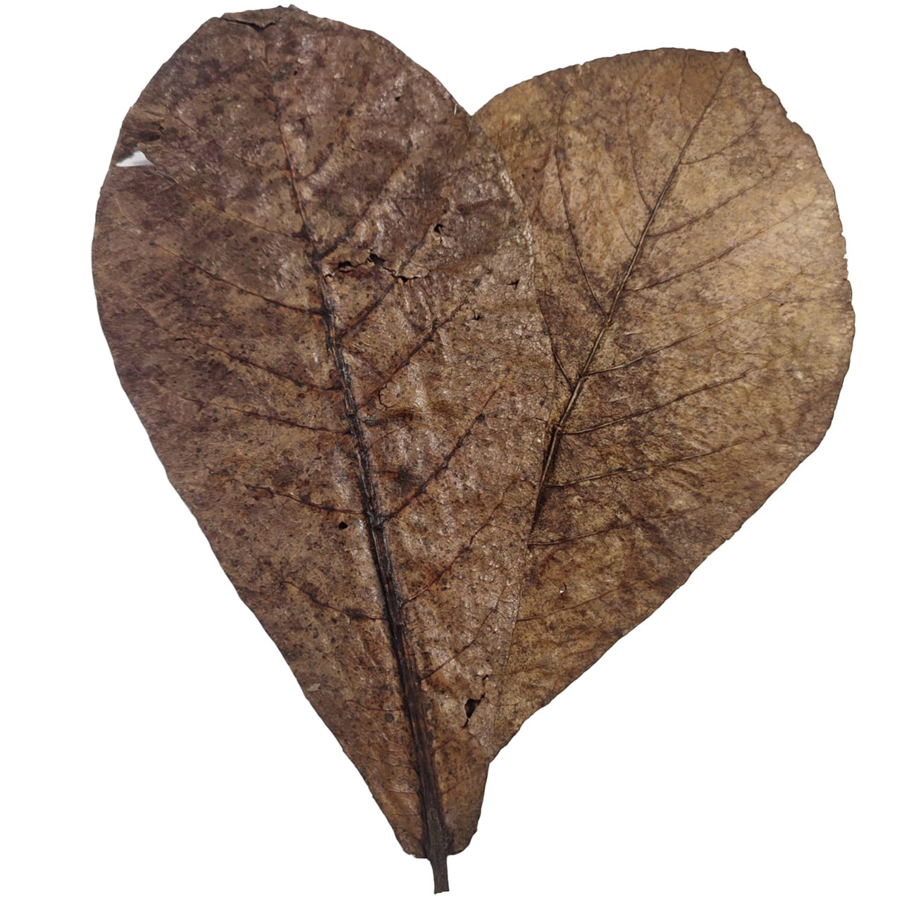 ALOHA Blätter, 12 Stk., für Zierfische (Garnelen, Betta), fördern Wasserqualität & schaffen nat. Umgebung, ideal für Aquarienpflege.