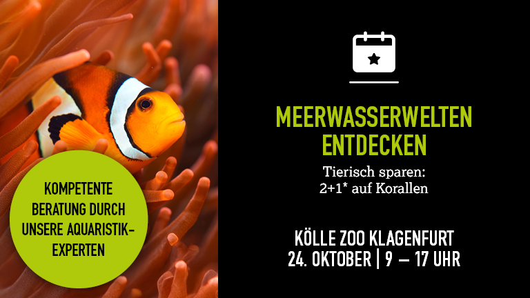 241026 Meerwassertag Klagenfurt Mobile 768x432px