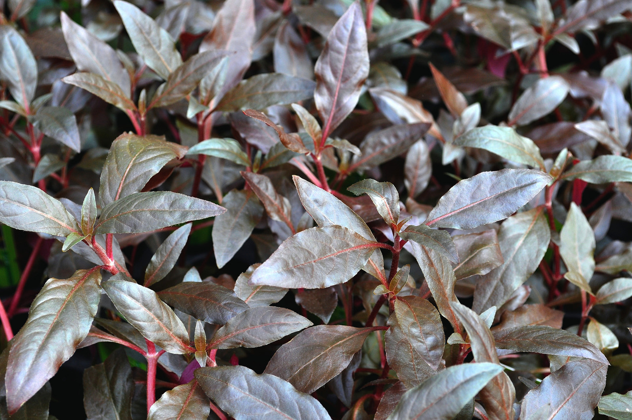 Das Bild zeigt eine Nahaufnahme von roten Wassernabelpflanzen (Alternanthera reineckii), die durch ihre charakteristischen rotbraunen Blätter und roten Stängel auffallen. Diese Aquarienpflanze eignet sich ideal für Süßwasseraquarien und bietet eine attrak