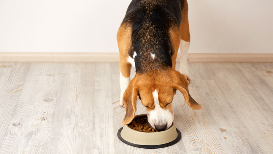Diaetfutter Hunde
