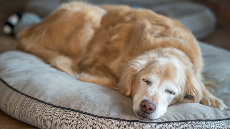 Senior Hund schläft auf weicher Matte